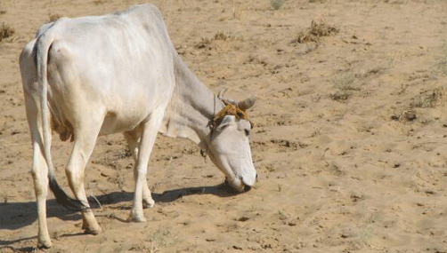 Bikaner desert