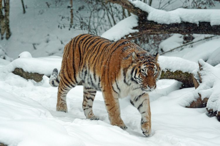 tiger bandipur national park