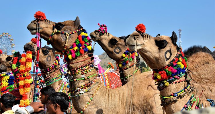 camel fair pushkar rajasthan