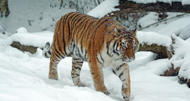 Tiger roaming at Bandipur national park