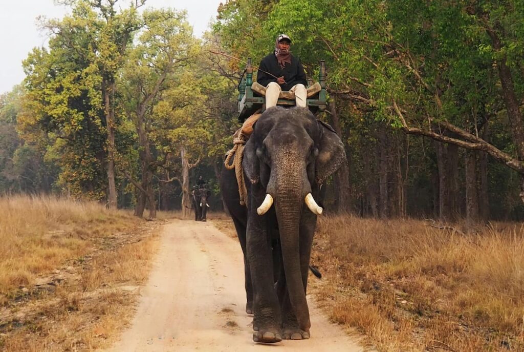 Wildlife Tour Package India