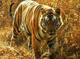 Jim Corbett Nainital Tour Package