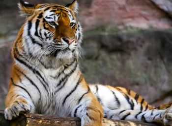 Wildlife Tour North India