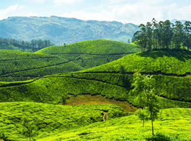 Beautiful Meadows Kerala Tour