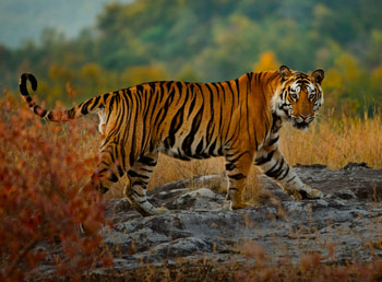 Golden Triangle with Tiger Safari