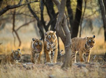 Tiger family roaming in jungle of Ranthambore National Park.